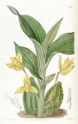 Lycaste aromatica (sin. Maxillaria aromatica)